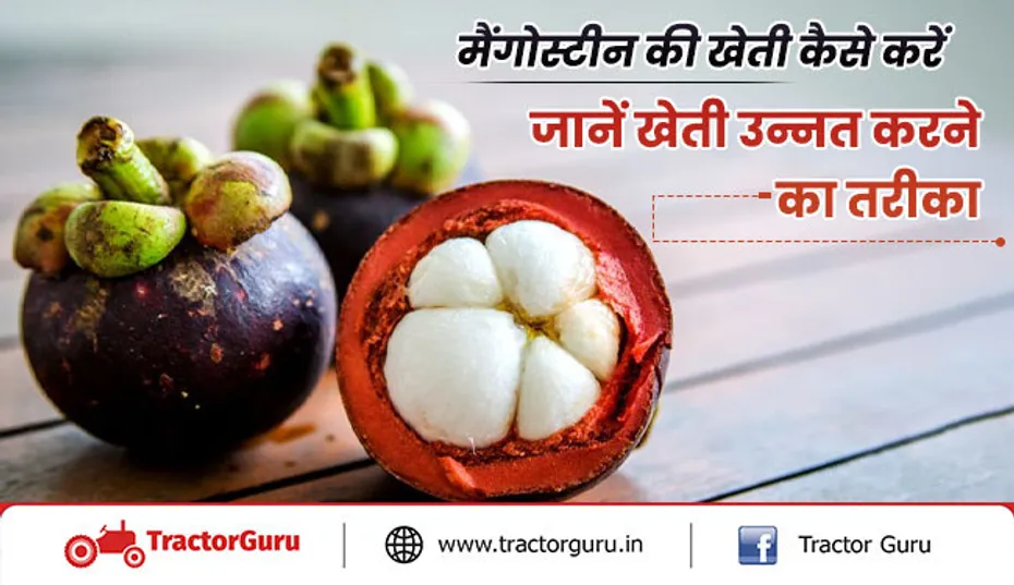 मैंगोस्टीन की खेती : जानें, क्या है मैंगोस्टीन, इसकी खेती से कैसे मिलेगा ज्यादा मुनाफा