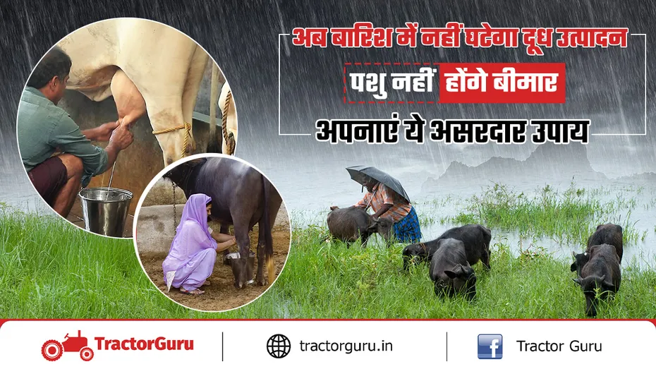 मानसून में दुधारू पशुओं की सेहत और दूध उत्पादन कैसे बढ़ाएं?
