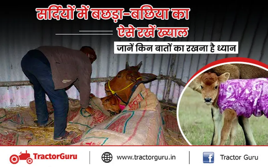सर्दियों में बछड़ा-बछिया का ऐसे रखें ख्याल, जानें किन बातों रखना है ध्यान