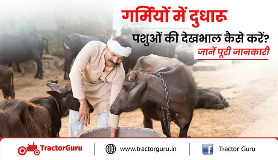 गर्मी और बारिश के मौसम में दुधारू पशुओं की देखभाल कैसे करें जानें पूरी जानकारी