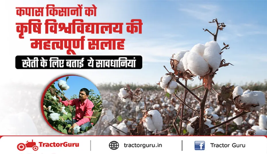 Cotton Crop : कम लागत में अधिक उत्पादन के लिए महत्वपूर्ण सलाह व सावधानियां