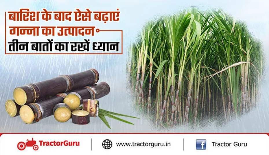 बारिश के बाद ऐसे बढ़ाएं गन्ना का उत्पादन, तीन बातों का रखें ध्यान