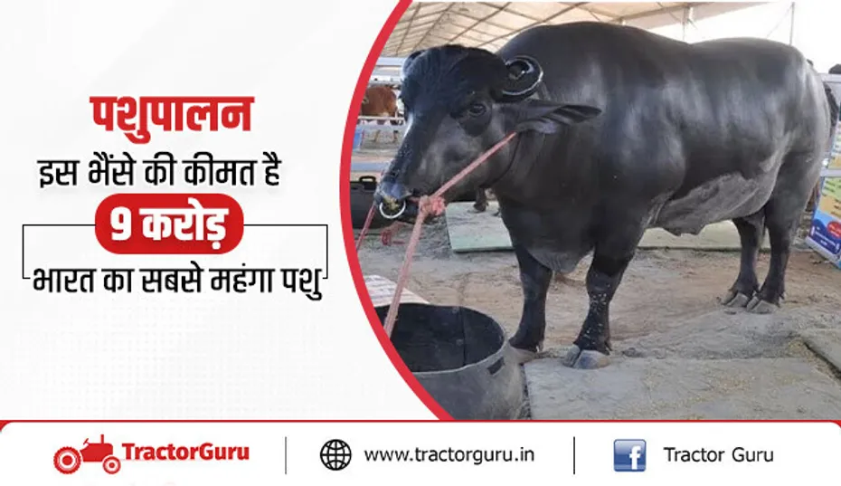 भारत का सबसे महंगा भैंसा : 9 करोड़ रुपए कीमत और खाने का खर्च 4 लाख रुपए