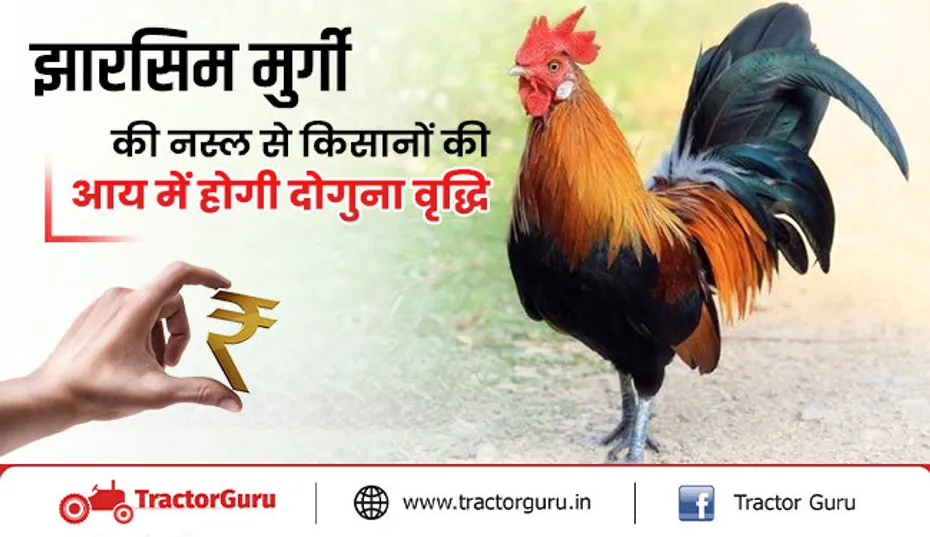 झारसिम मुर्गी की नस्ल से किसानों की आय में होगी दोगुना वृद्धि