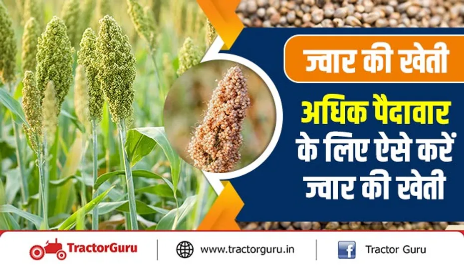 ज्वार की खेती : अधिक पैदावार के लिए ऐसे करें ज्वार की खेती