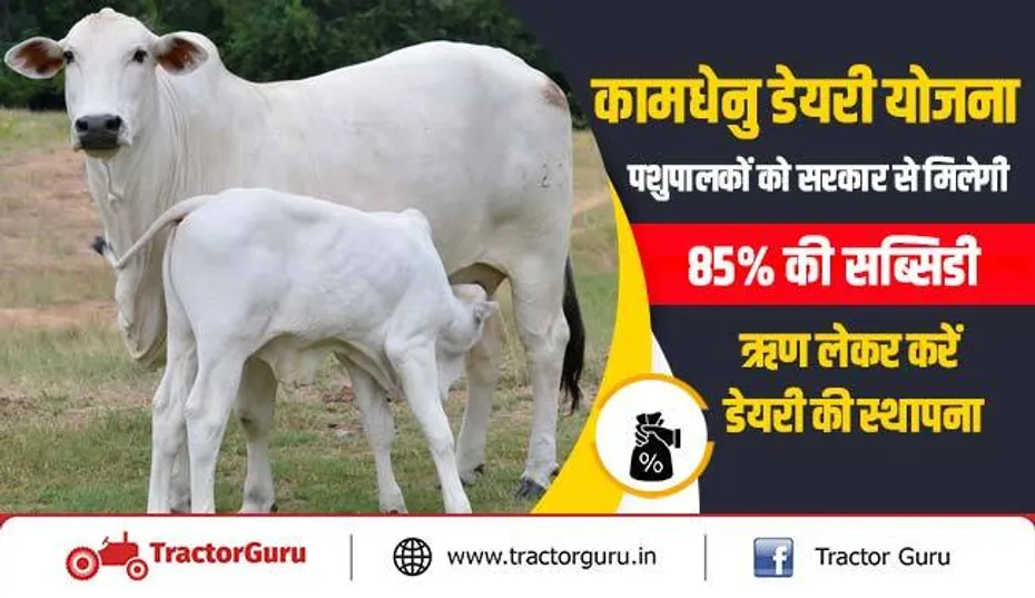 कामधेनु डेयरी योजना : पशुपालकों को सरकार से मिलेगी 85 प्रतिशत की सब्सिडी, ऋण लेकर करें डेयरी की स्थापना