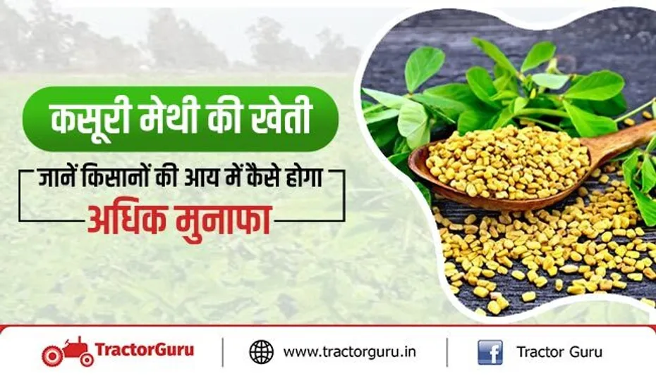 कसूरी मेथी की खेती - जानें कसूरी मेथी की उन्नत खेती का तरीका और कमाएँ लाखों रुपए