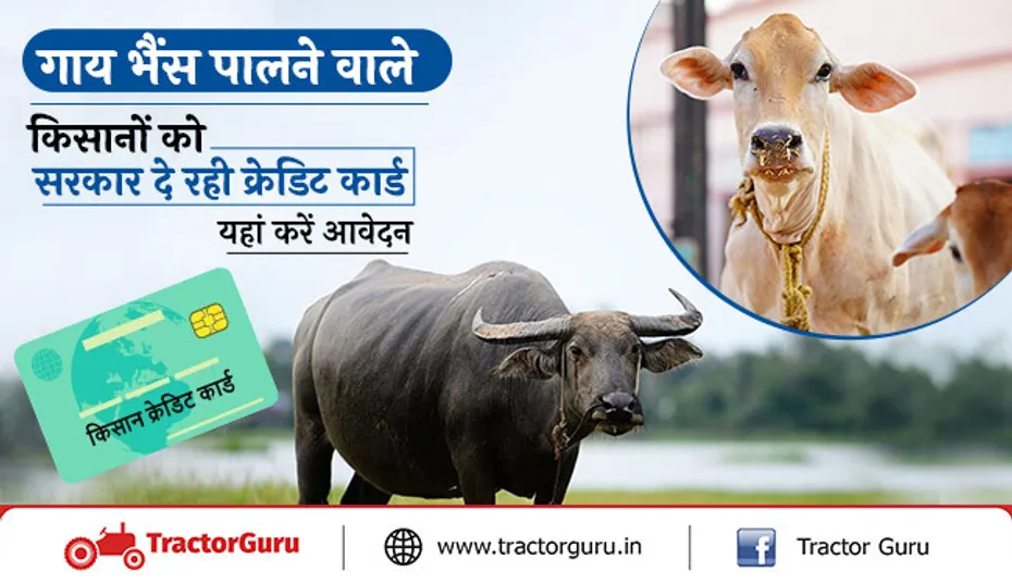 किसान क्रेडिट कार्ड: किसानों को गाय-भैंस पालने पर मिलेगा क्रेडिट कार्ड, यहां करें आवेदन