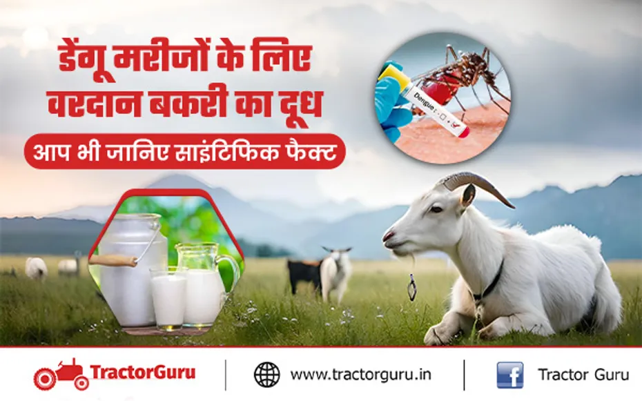 Dengue Fever Treatments :  विशेषज्ञों से जानें क्या बकरी के दूध से ठीक हो जाता है डेंगू?