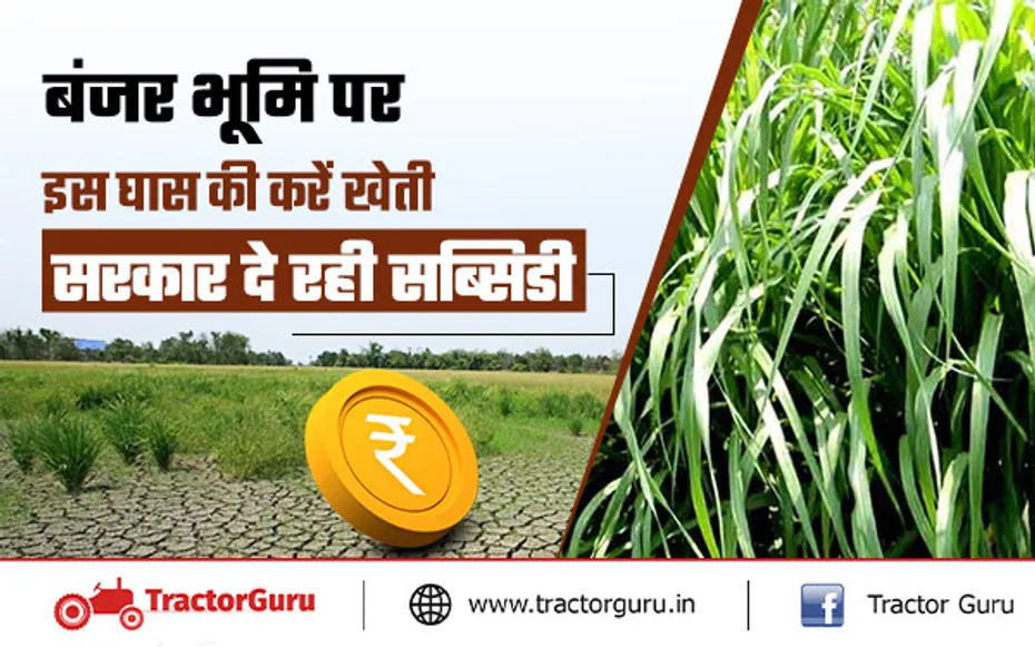 Napier Grass : बंजर भूमि पर इस घास की करें खेती, सरकार दे रही सब्सिडी
