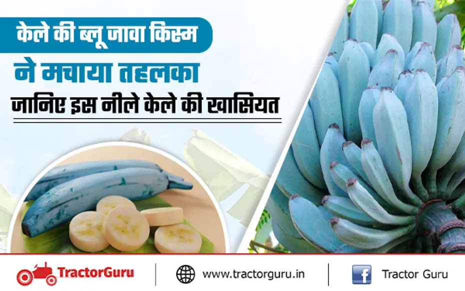 Blue Java Banana : जानें केले की ब्लू जावा किस्म की खासियत, कैसा होता है इसका स्वाद?