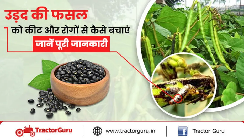 उड़द की फसल को कीट और रोगों से कैसे बचाएं जानें पूरी जानकारी