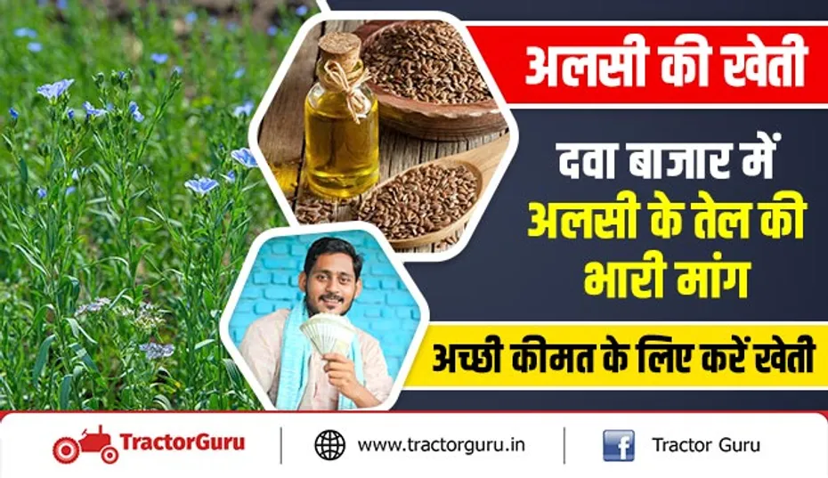 अलसी की खेती : दवा बाजार में अलसी के तेल की भारी मांग, अच्छी कीमत के लिए करें खेती
