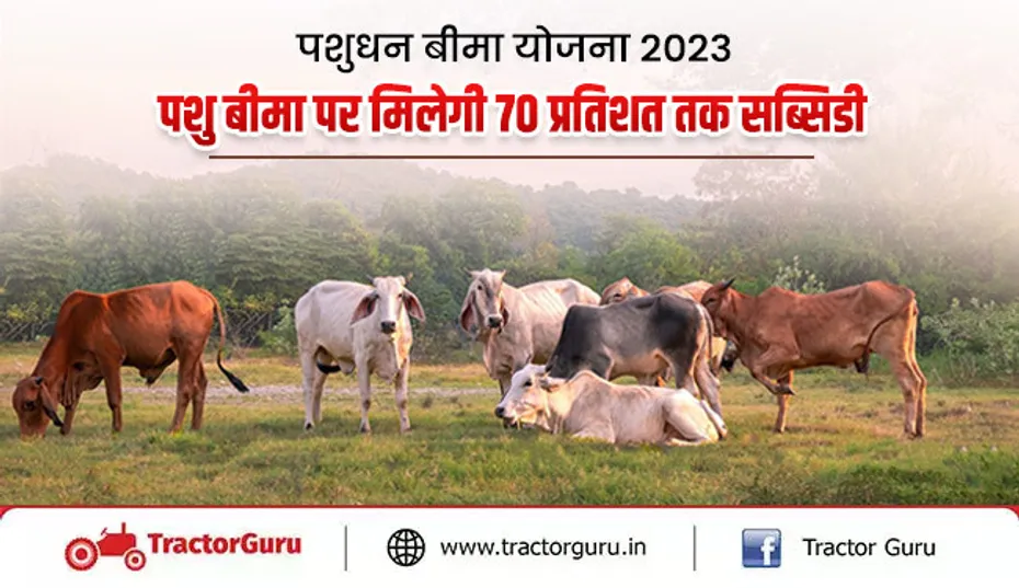 पशुधन बीमा योजना 2023 : पशु बीमा पर मिलेगी 70% तक सब्सिडी