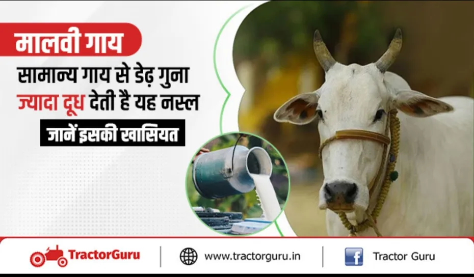 मालवी गाय : गाय के इस उन्नत नस्ल से दुगुनी होगी किसानों की आमदनी
