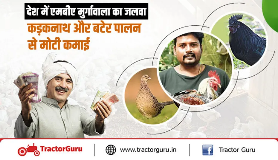 देश में एमबीए मुर्गावाला का जलवा, कड़कनाथ और बटेर पालन से मोटी कमाई