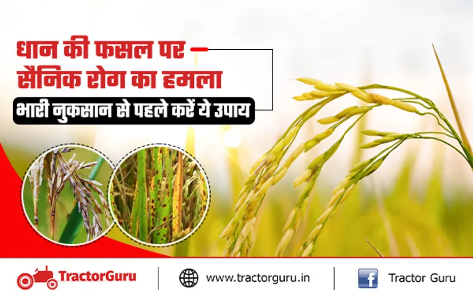 Paddy Crop : धान की फसल पर लगने वाले सैनिक कीट से बचाव के उपाय