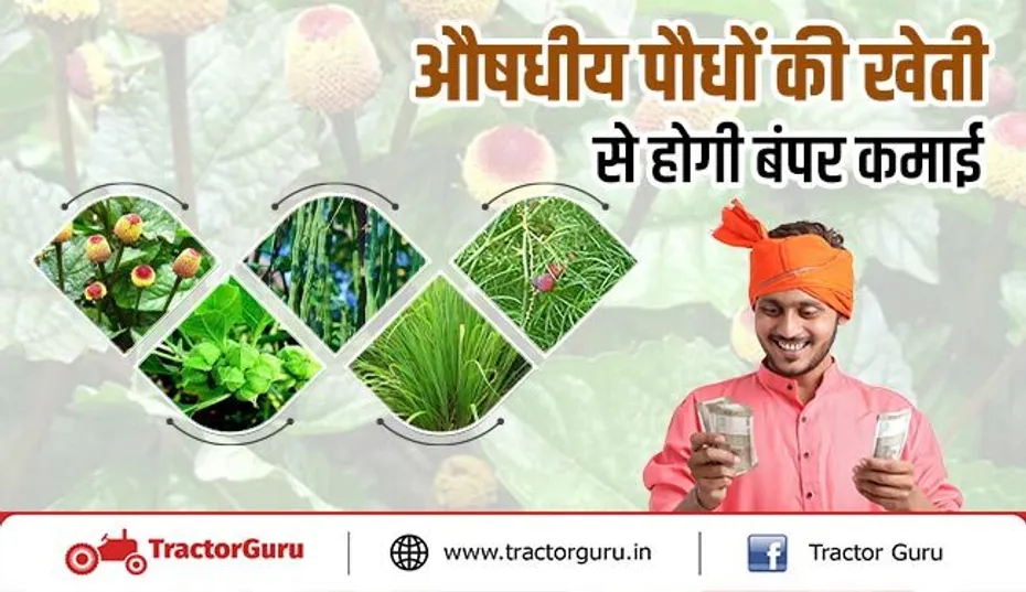 औषधीय पौधों की खेती : इन 5 औषधीय फसलों की खेती से होगा अधिक मुनाफा