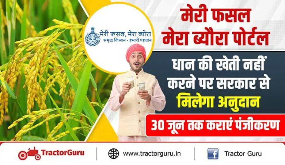 मेरी फसल मेरा ब्यौरा पोर्टल : धान की खेती नहीं करने पर सरकार से मिलेगा अनुदान, 30 जून तक कराएं पंजीकरण