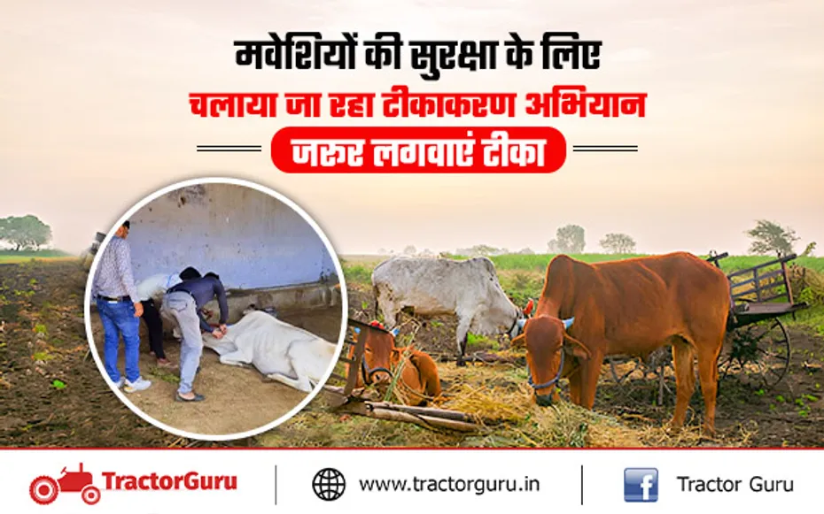 fmd vaccination : एफएमडी रोग से मवेशियों की सुरक्षा के लिए जरूर लगवाएं टीका