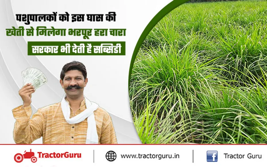 Elephant Grass : नेपियर घास से दुग्ध उत्पादन में होगी वृद्धि, खेती करने पर सब्सिडी