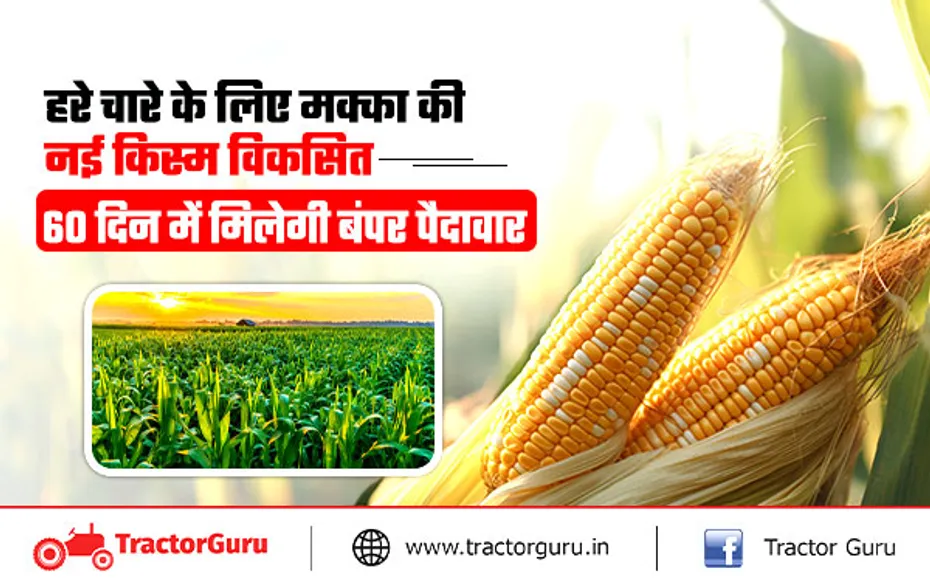Maize crop : मक्का की नई हाइब्रिड किस्म HQPM 28 से पाए 60 दिन में बंपर पैदावार