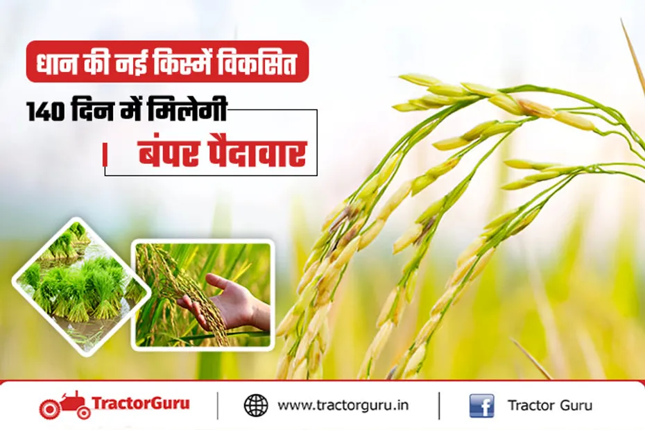 Paddy Procurement : धान की नई उन्नत किस्मों से मिलेगी 140 दिन में बंपर पैदावार