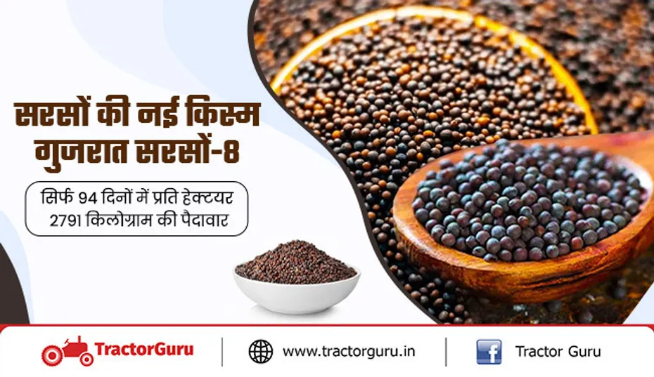 सरसों की नई किस्म गुजरात सरसों-8 : सिर्फ 94 दिनों में प्रति हेक्टयर 2791 किलोग्राम की पैदावार