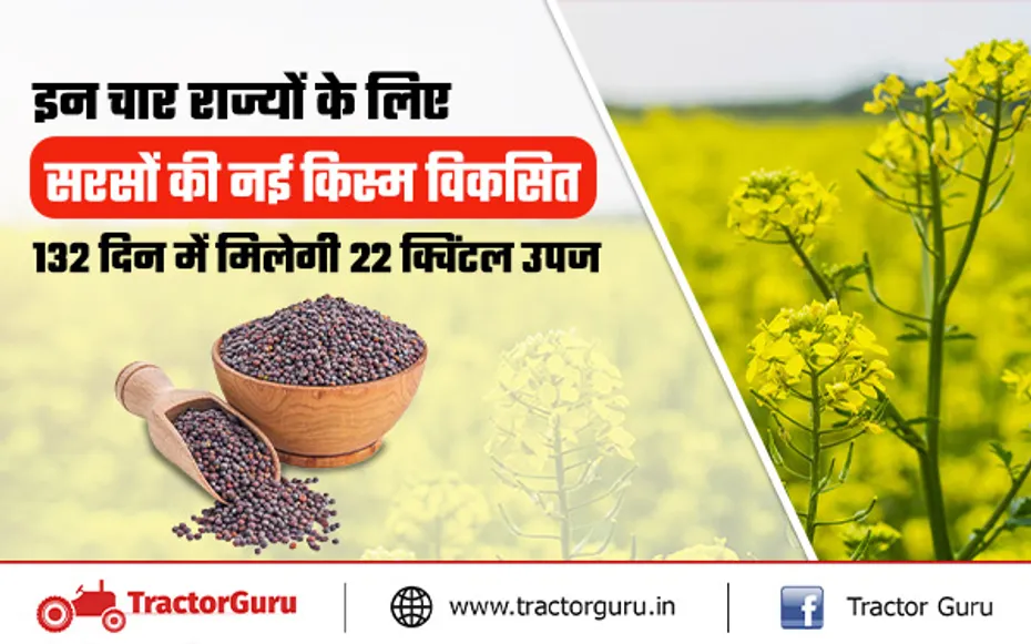 Mustard Seed : सरसों की नई किस्म पूसा डबल जीरो मस्टर्ड 35 से मिलेगी 22 क्विंटल अधिक उपज