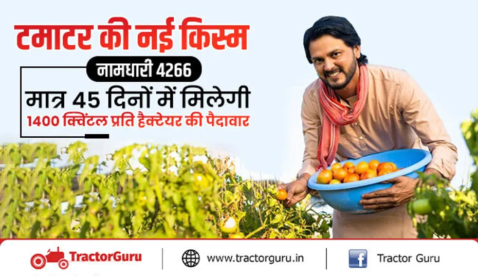 New Tomato Variety : मात्र 45 दिनों में मिलेगी 1400 क्विंटल प्रति हैक्टेयर की पैदावार