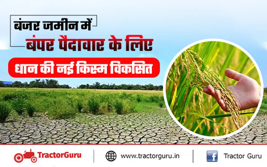 धान की नई किस्म विकसित, बंजर जमीन से भी मिलेगी धान की बंपर पैदावार