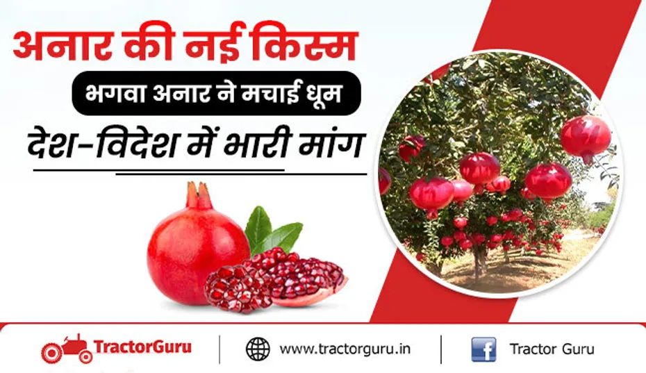 अनार की नई किस्म भगवा अनार : एक हेक्टेयर में 18 हजार किलो का उत्पादन