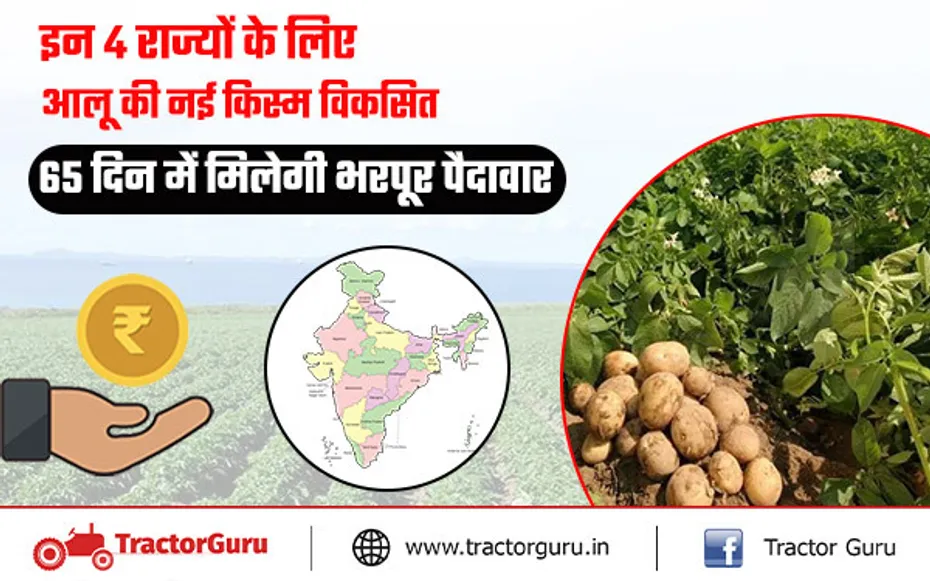 आलू की नई किस्म विकसित, 65 दिन में मिलेगी भरपूर पैदावार