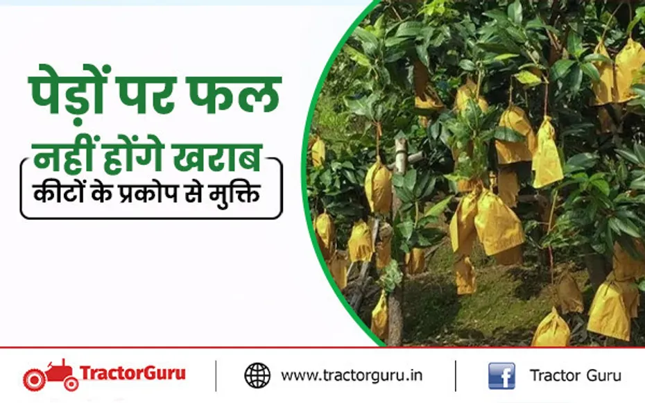 फ्रूट कवर बैग : किसानों की 100 समस्याओं का एक समाधान, पेड़ाें पर फल नहीं होंगे खराब