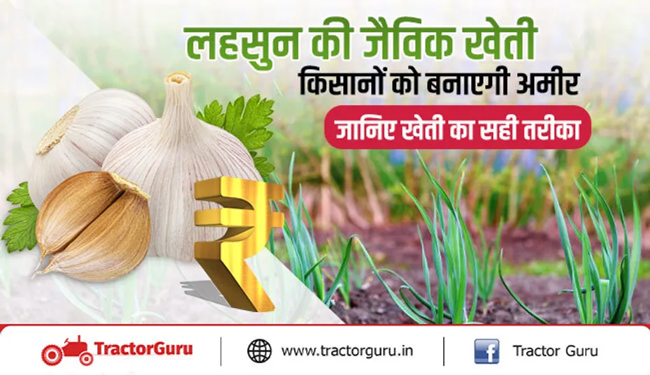 लहसुन की जैविक खेती किसानों को बनाएगी अमीर, जानिए खेती का सही तरीका
