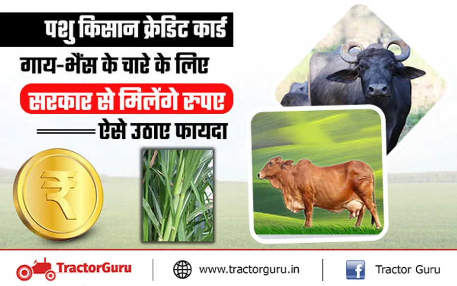 Pashu Kisan Credit Card : किसानों को गाय-भैंस के चारे के लिए सरकार से मिलेंगे रुपए