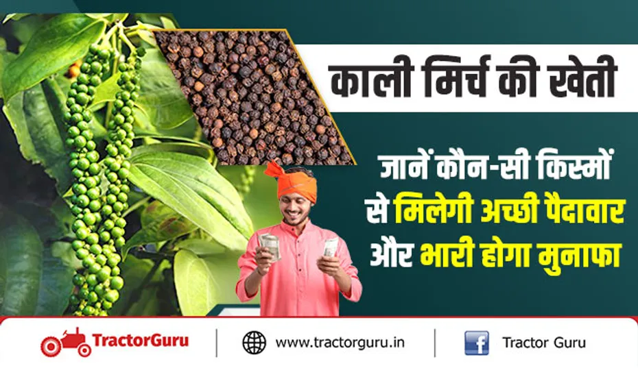 काली मिर्च की खेती -  जानें कौन-सी किस्मों से मिलेगी अच्छी पैदावार और होगा भारी मुनाफा