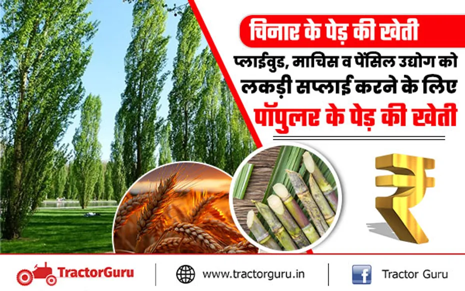 Poplar Tree Farming: एक एकड़ खेत में 250 पेड़ की खेती से होगी बम्पर कमाई