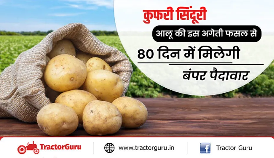 आलू कुफरी सिंदूरी किस्म: आलू की इस अगेती फसल से 80 दिन में मिलेगी बंपर पैदावार