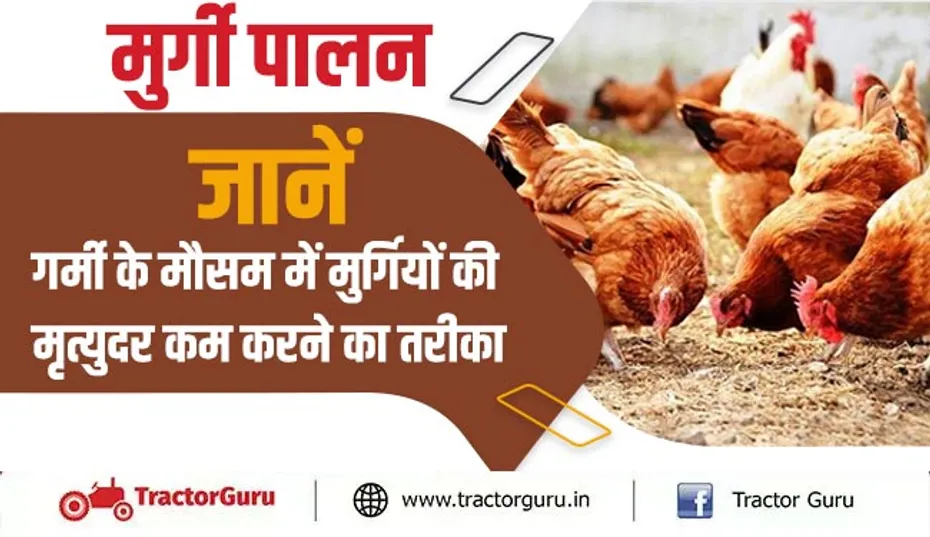 मुर्गी पालन : जानें, गर्मी के मौसम में मुर्गियों की मृत्युदर कम करने का तरीका