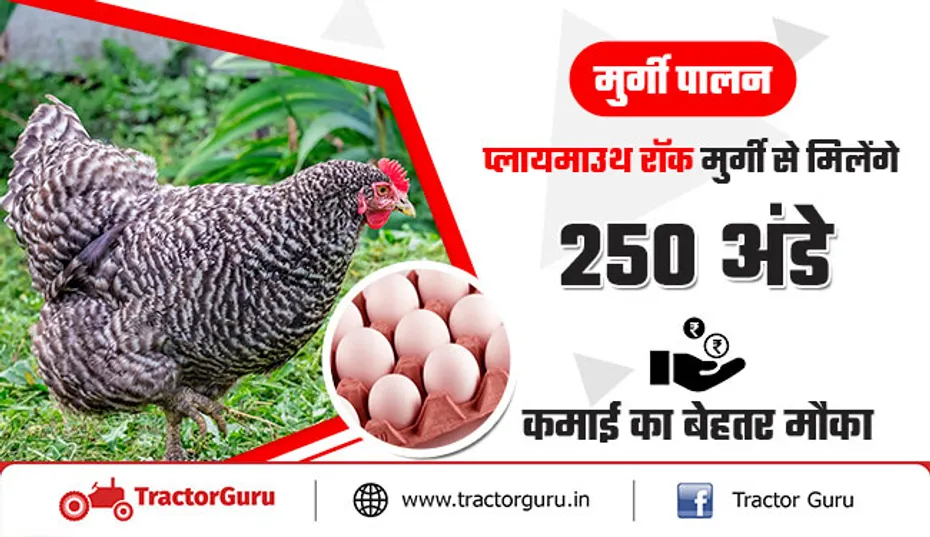 मुर्गी पालन : प्लायमाउथ रॉक मुर्गी से मिलेंगे 250 अंडे, कमाई का बेहतर मौका