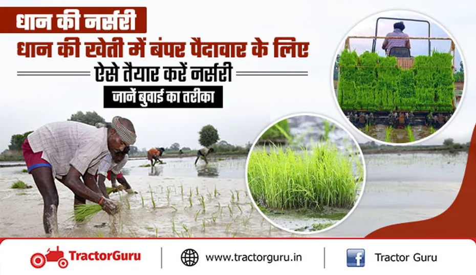 Paddy Farming : किसान धान के अधिक उत्पादन हेतु इस तरह तैयार करें इसकी नर्सरी