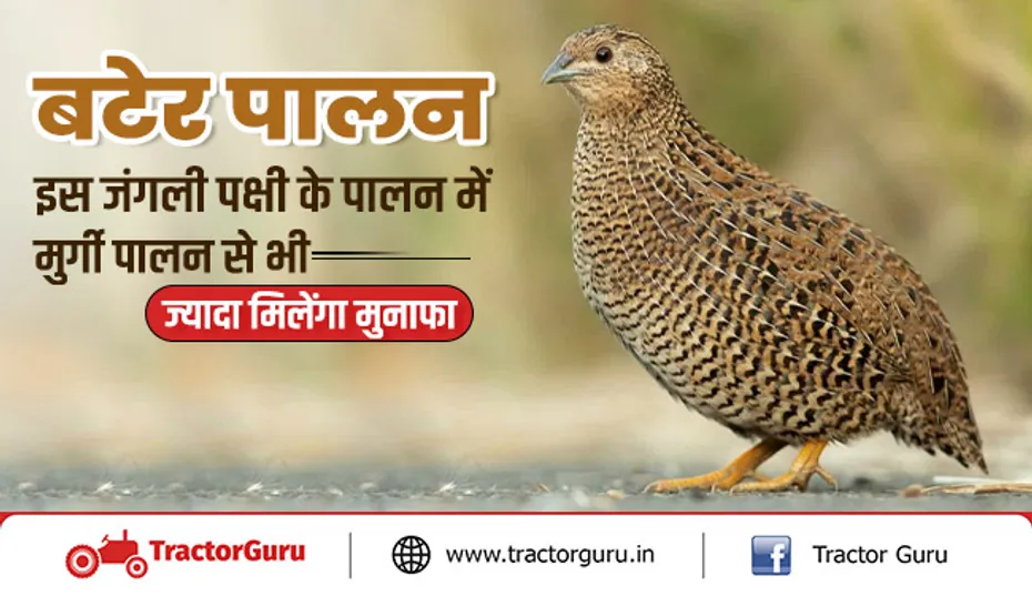 बटेर पालन : इस जंगली पक्षी के पालन में मुर्गी पालन से भी ज्यादा मिलेंगा मुनाफा, जानिए कैसे