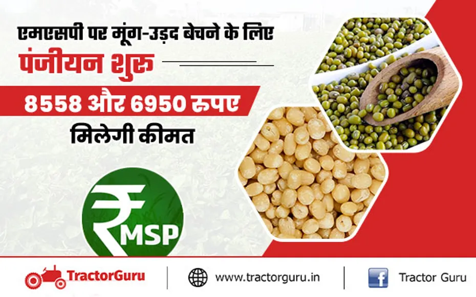 एमएसपी पर मूंग-उड़द बेचने के लिए पंजीयन शुरू, 8558 और 6950 रुपए मिलेगी कीमत