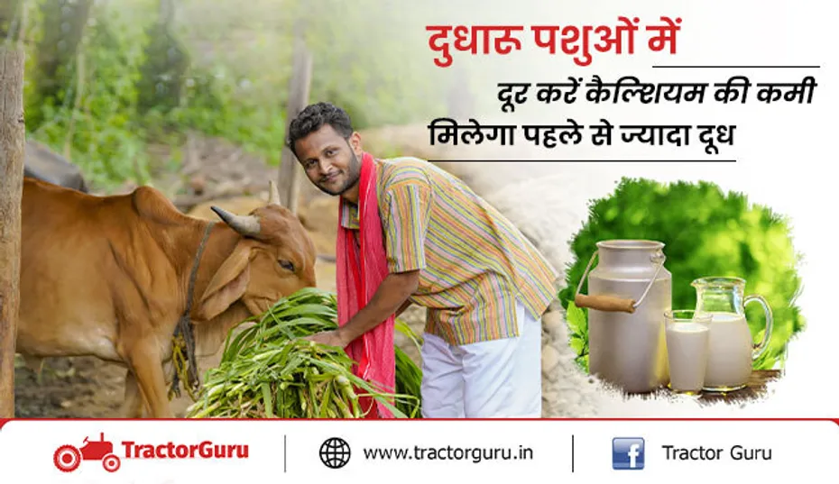 दुधारू पशुओं में दूर करें कैल्शियम की कमी, मिलेगा पहले से ज्यादा दूध