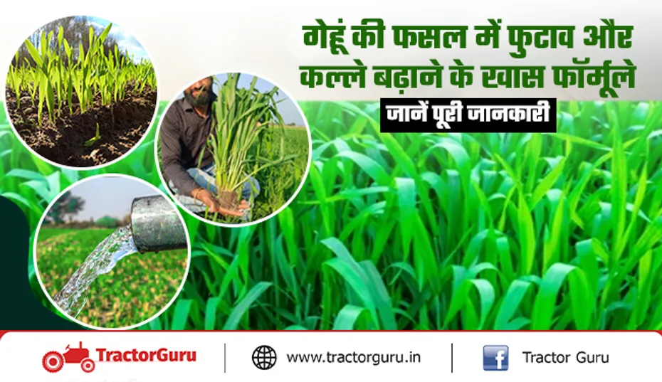 गेहूं फसल में फुटाव और कल्ले बढ़ाने के लिए किसान अपनाएं ये बेस्ट उपाय