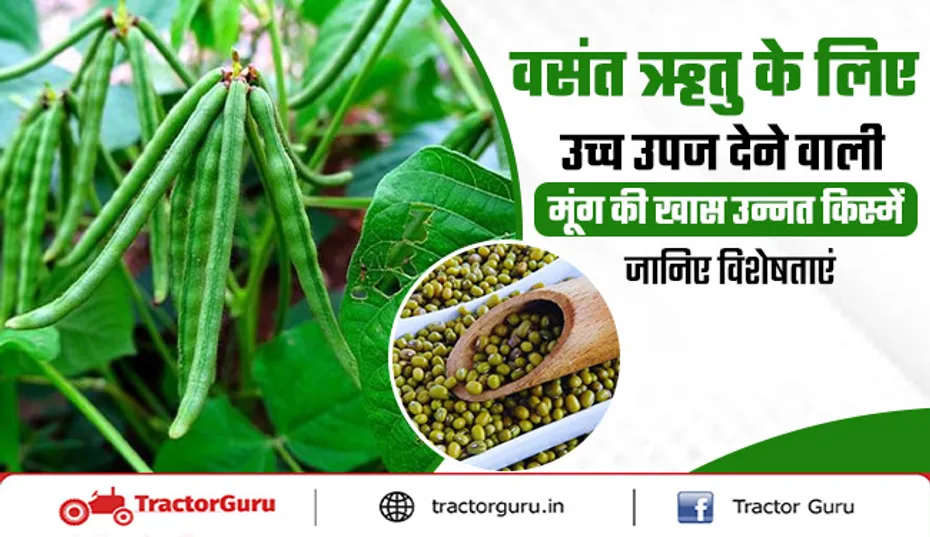 वसंत ऋतु के लिए उच्च उपज देने वाली मूंग की खास उन्नत किस्में