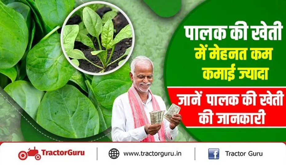 पालक की खेती में मेहनत कम कमाई ज्यादा -  जानें, पालक की खेती की जानकारी
