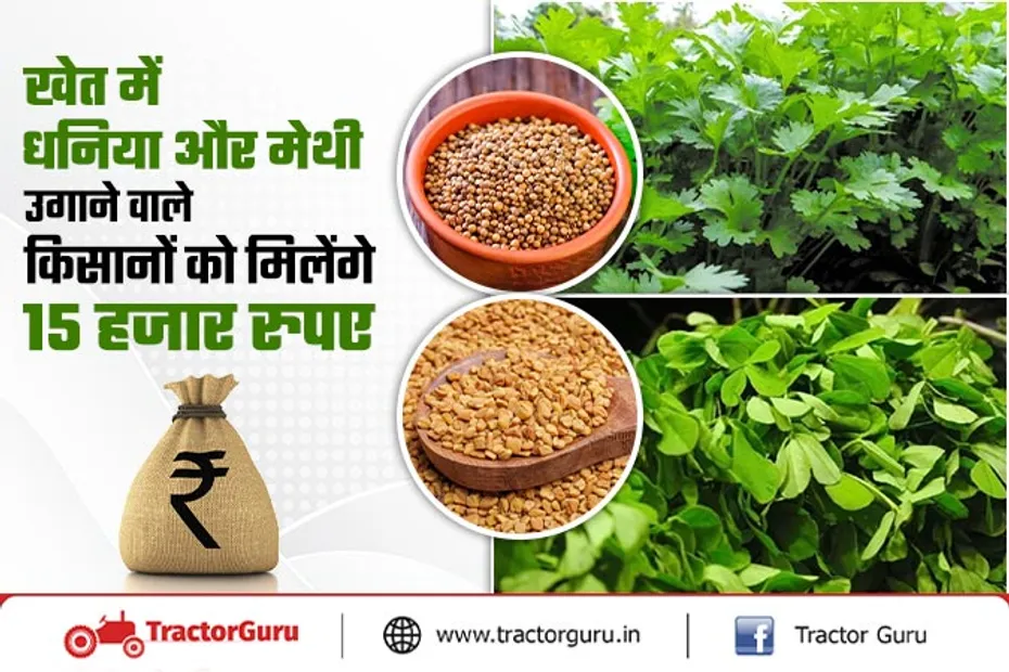खेत में धनिया और मेथी उगाने वाले किसानों को 15 हजार की सब्सिडी