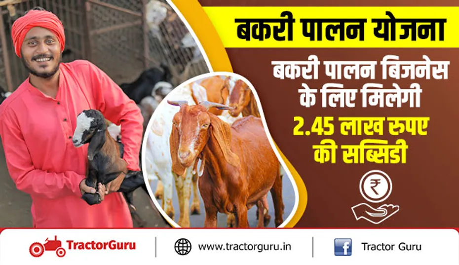 बकरी पालन योजना : बकरी पालन बिजनेस के लिए मिलेगी 2.45 लाख रुपए की सब्सिडी